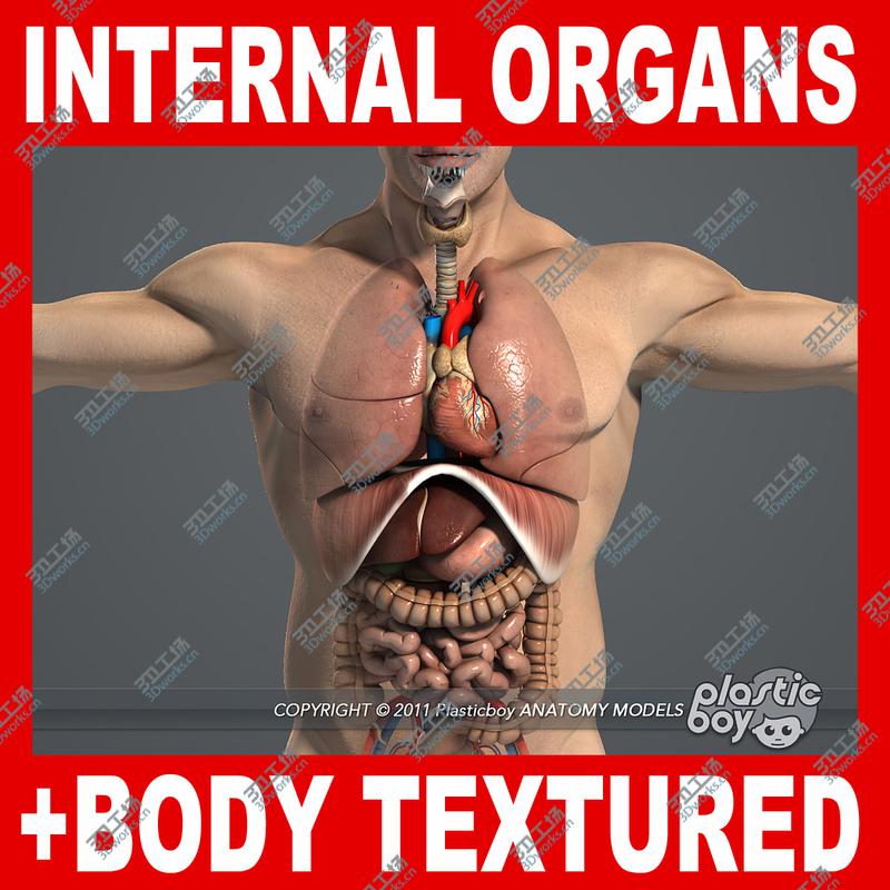 images/goods_img/2021040234/Internal Organs and Male Body Anatomy Pack V04 (Textured)/1.jpg